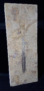 Hibolithes sp. (MONTFORT 1808) - Bild &copy; FossNet FossilienStore